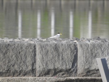 コアジサシ 多摩川二ヶ領宿河原堰 2019年5月5日(日)