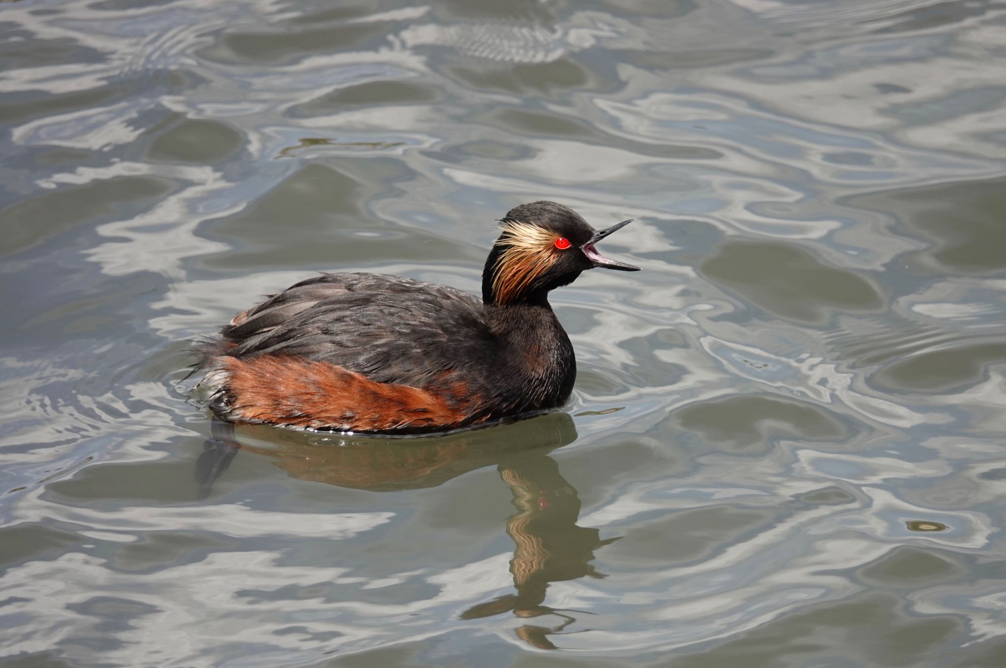 Photo of Black-necked Grebe at Yatsu-higata by のどか