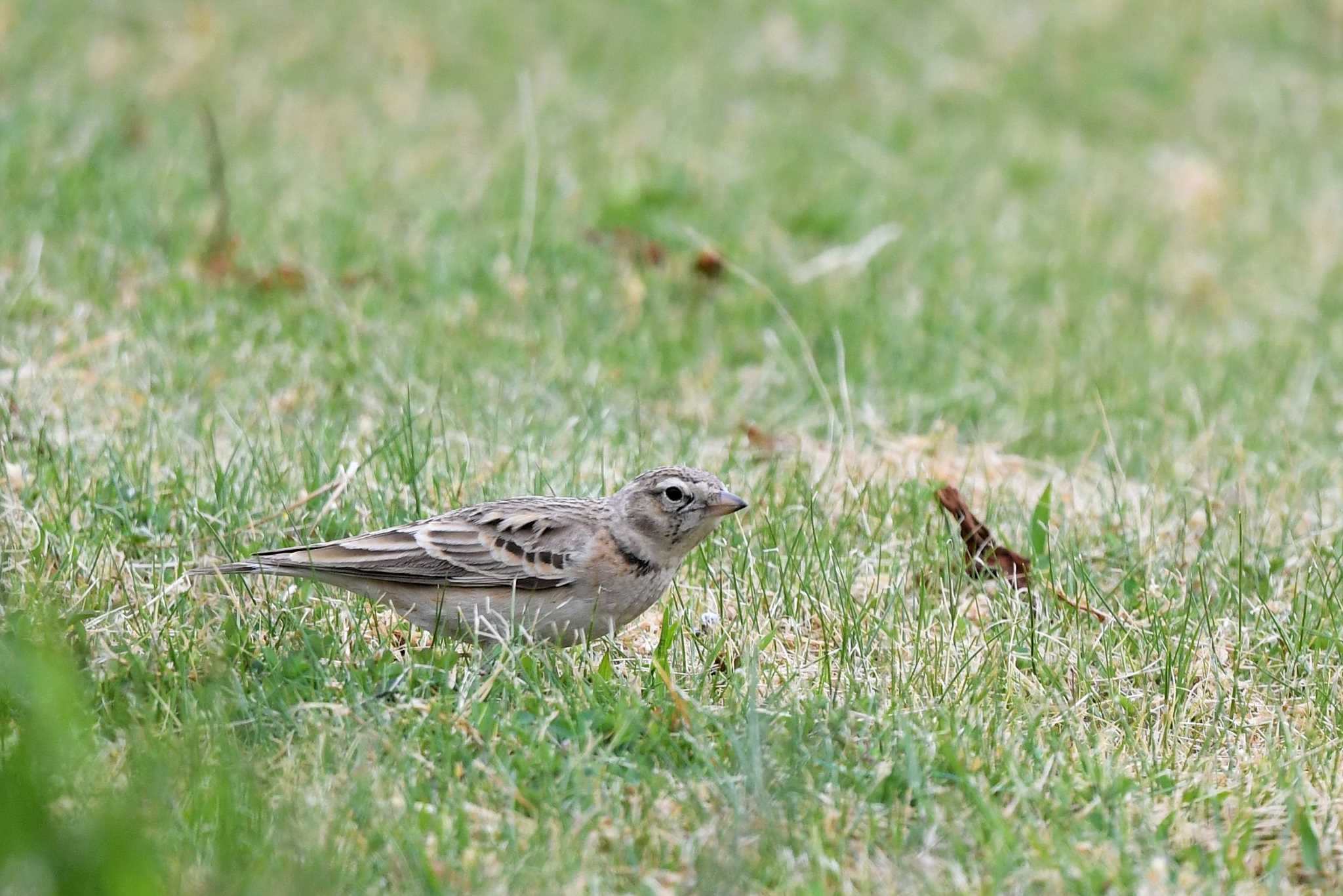 Greater Short-toed Lark