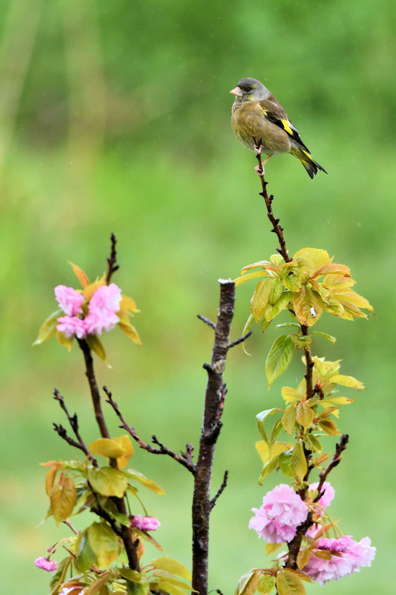 Grey-capped Greenfinch