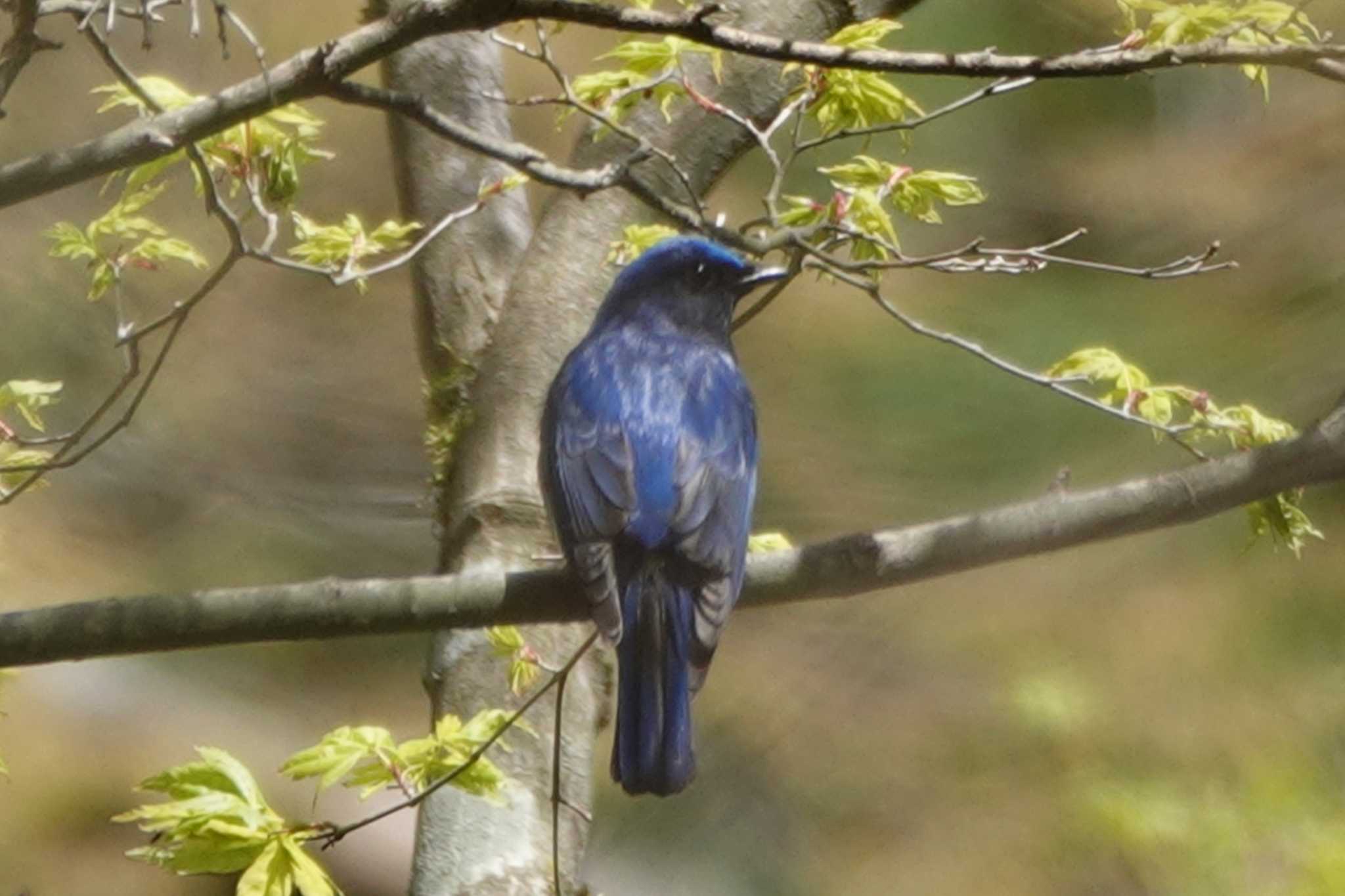 Blue-and-white Flycatcher