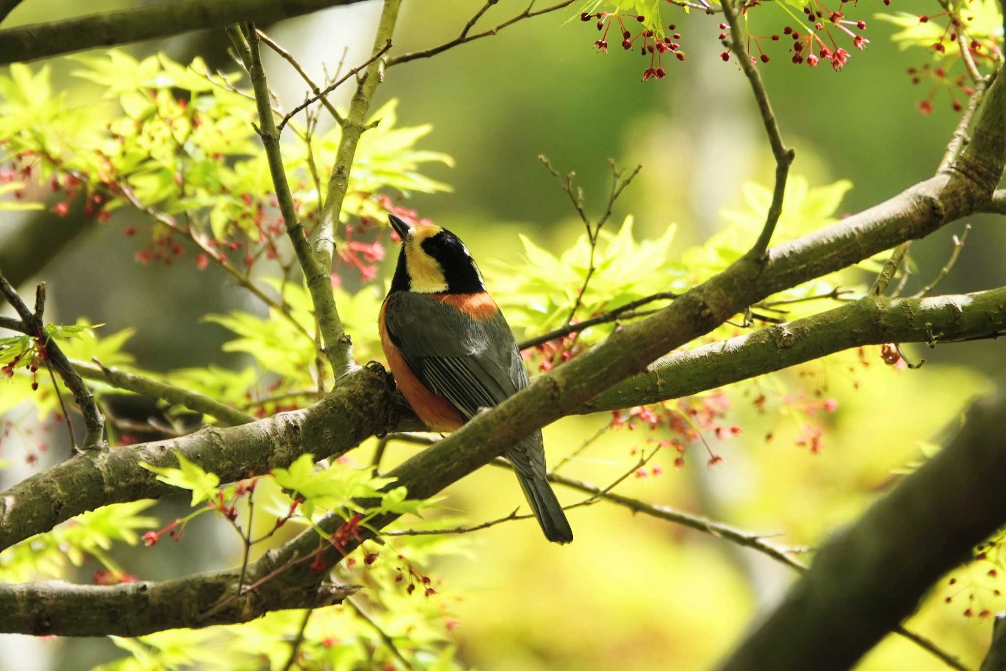 Varied Tit