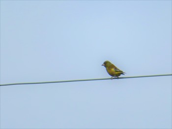 Grey-capped Greenfinch 松代城 Fri, 5/3/2019