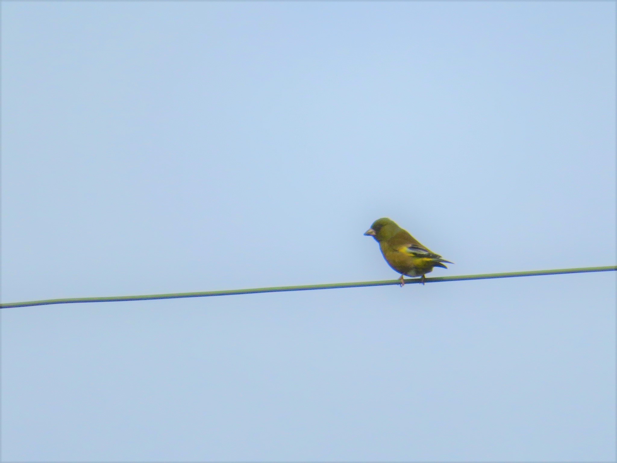 Photo of Grey-capped Greenfinch at 松代城 by nari