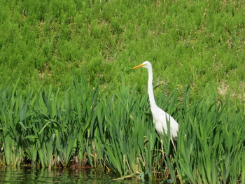 Great Egret 松代城 Fri, 5/3/2019