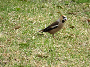 Hawfinch 真田邸 Fri, 5/3/2019