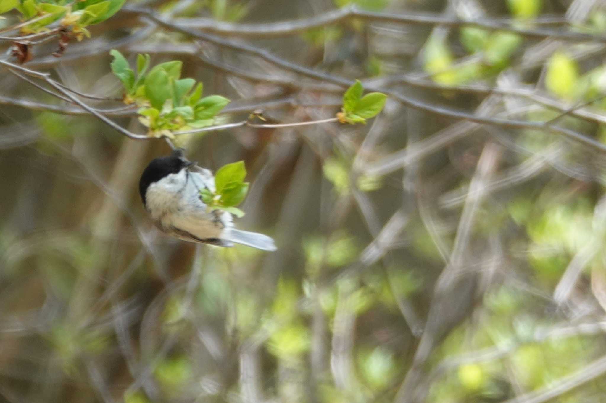 Willow Tit