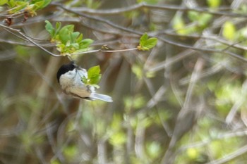 未同定 場所が不明 2019年5月5日(日)