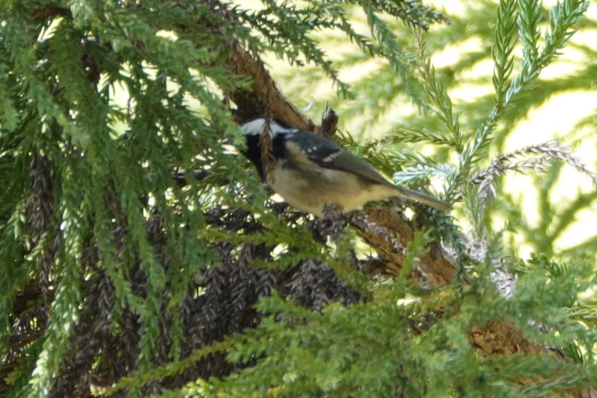 Coal Tit