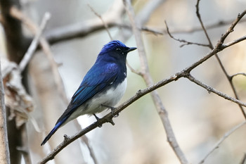 Blue-and-white Flycatcher 東京都多摩地域 Mon, 4/15/2019