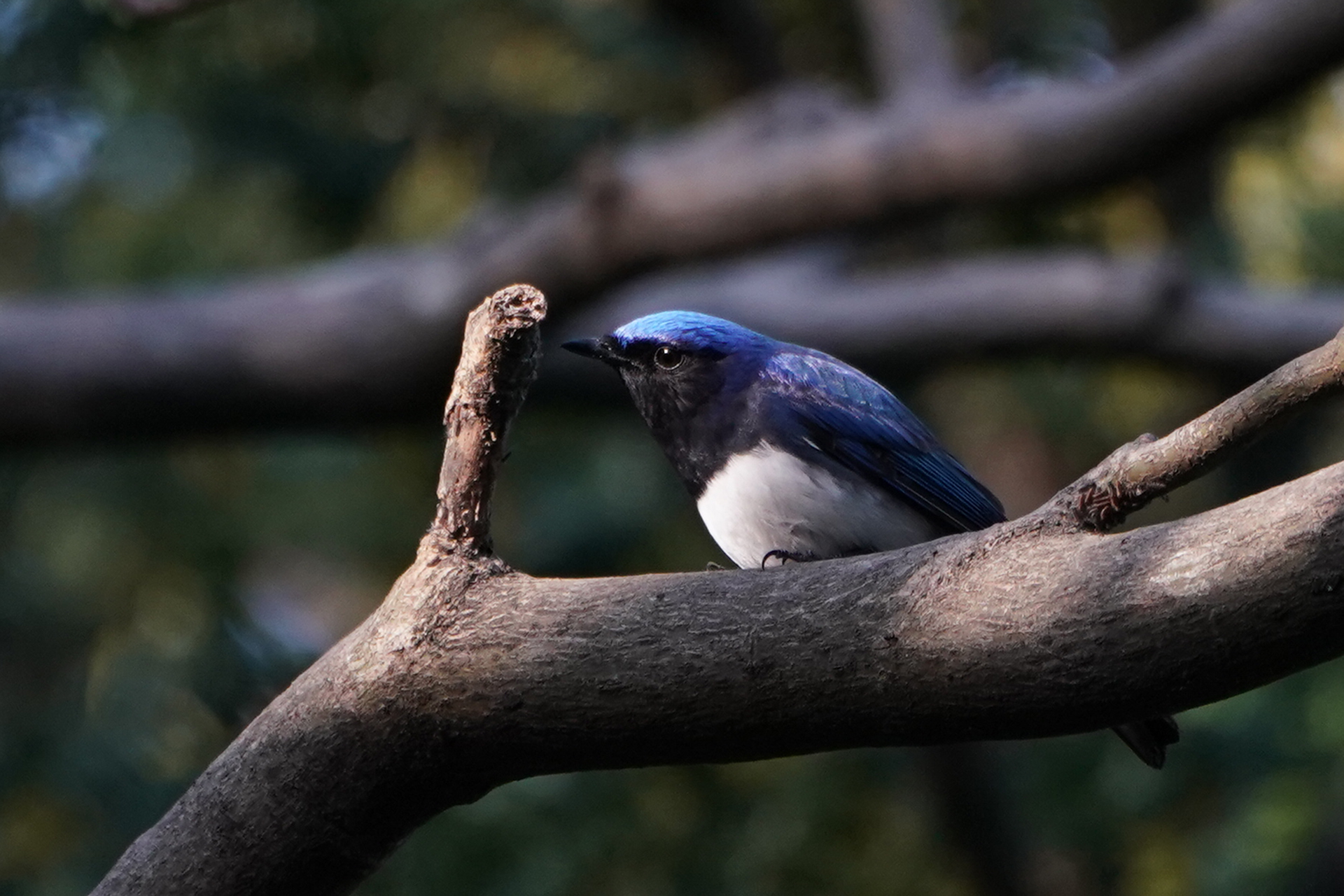 Photo of Blue-and-white Flycatcher at 東京都多摩地域 by Orion-HAS