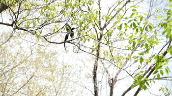 サンコウチョウ 栃木県民の森 2019年5月4日(土)