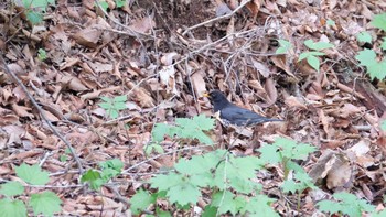 クロツグミ 栃木県民の森 2019年5月4日(土)