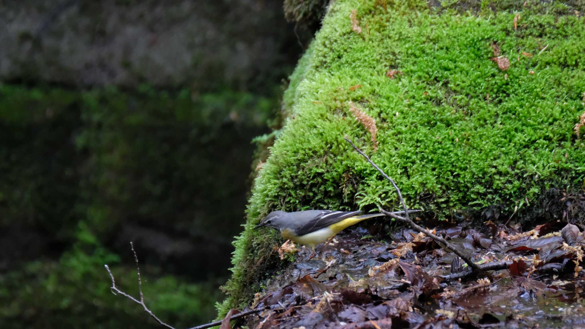 Photo of Grey Wagtail at 栃木県民の森 by ko1smr