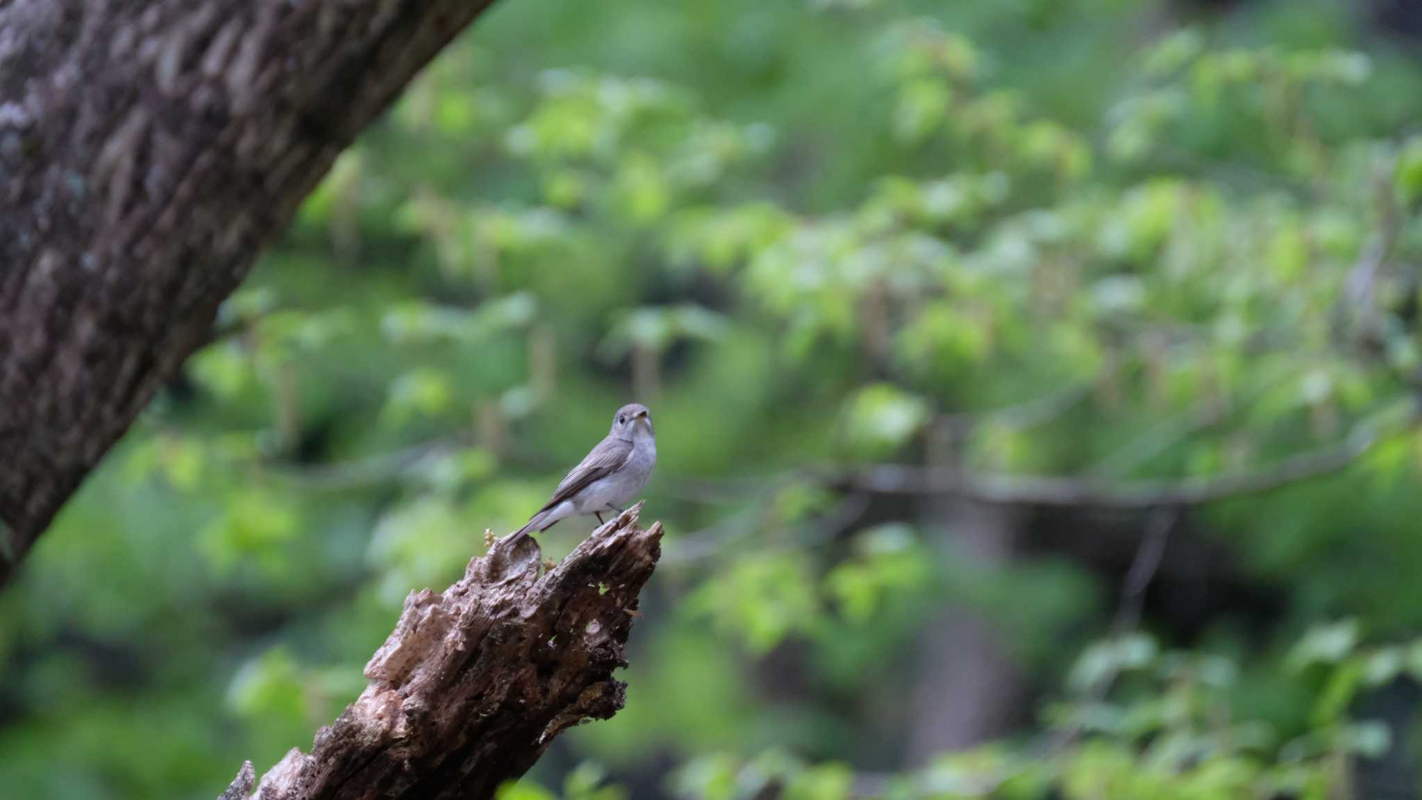 Photo of Asian Brown Flycatcher at 栃木県民の森 by ko1smr