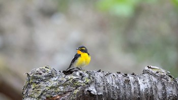 キビタキ 栃木県民の森 2019年5月4日(土)