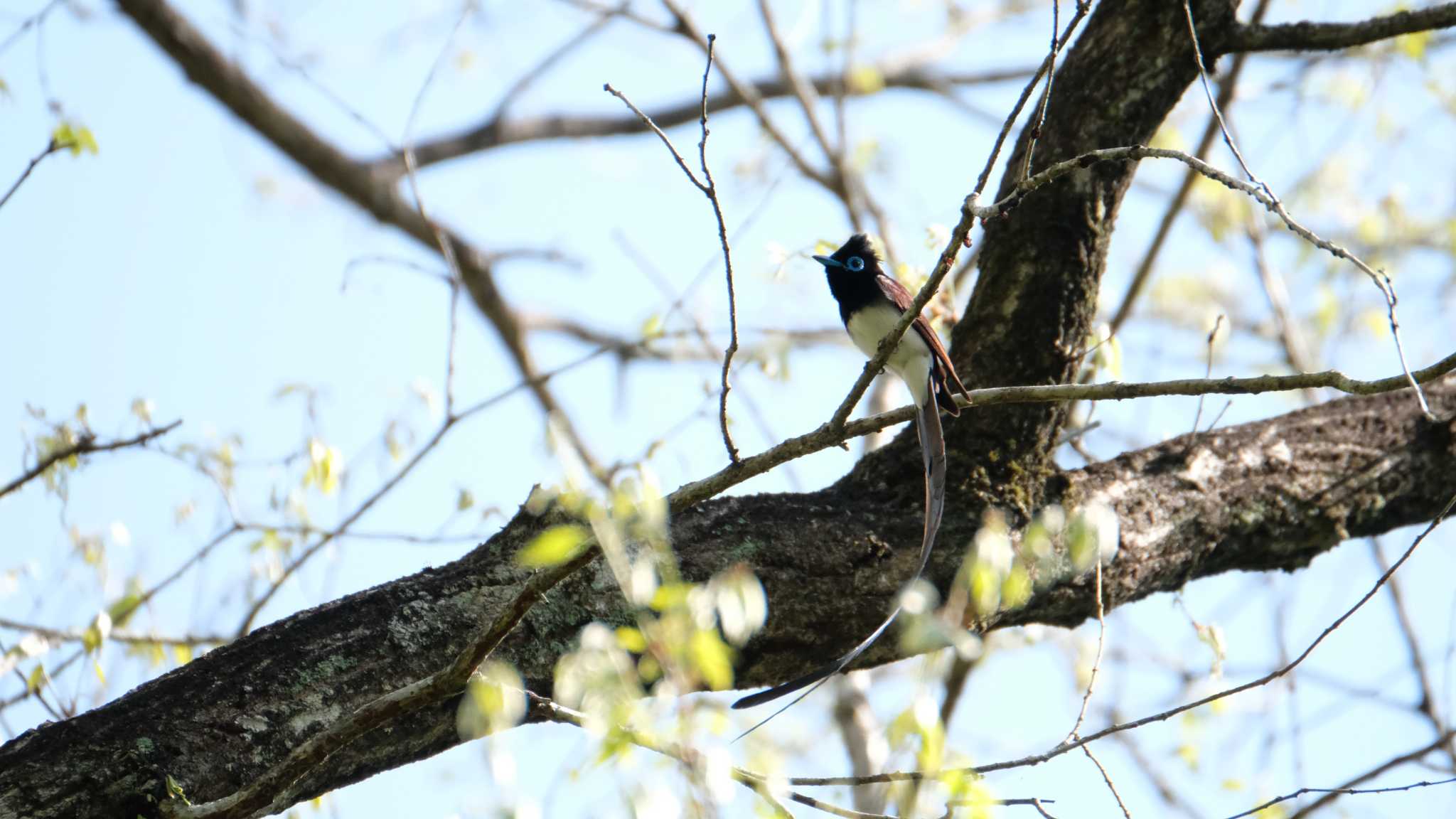 Photo of Black Paradise Flycatcher at 栃木県民の森 by ko1smr