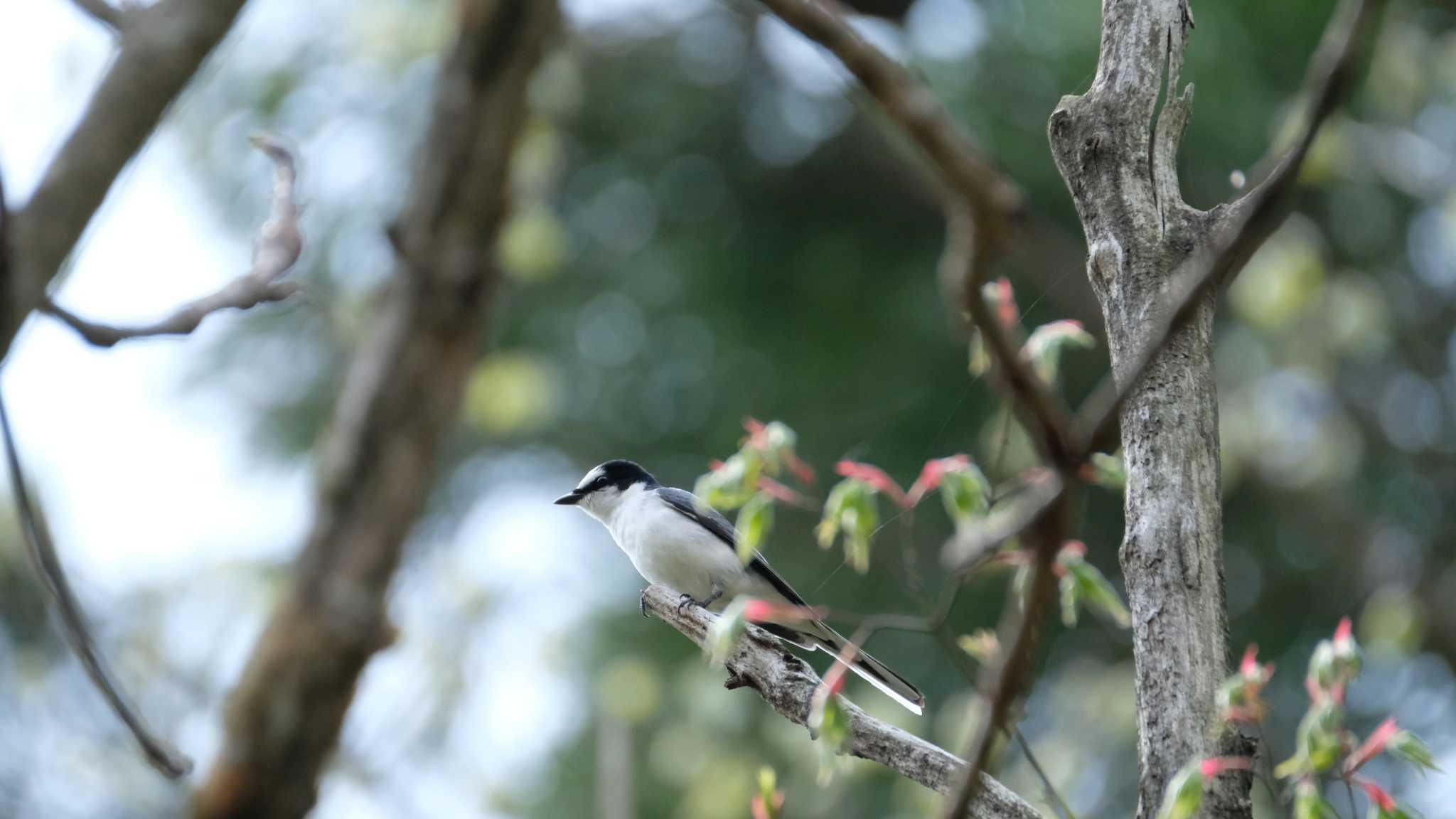 サンショウクイ