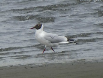 ユリカモメ 多摩川河口 2019年5月3日(金)