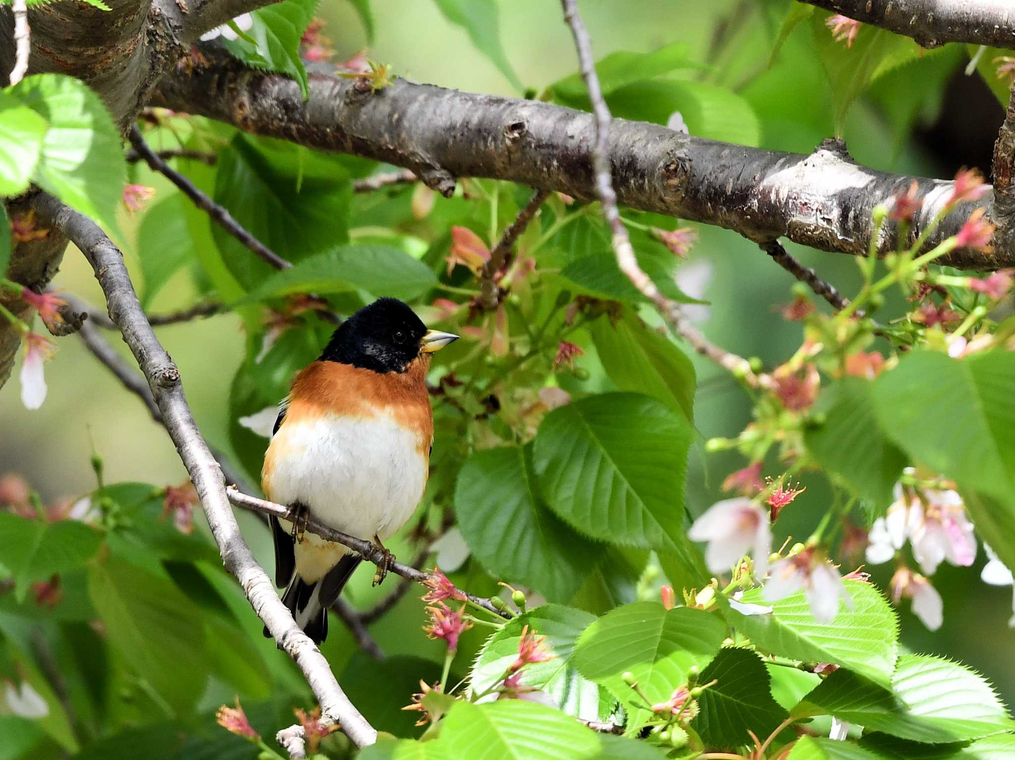 Brambling