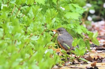 Grey-backed Thrush Hegura Island Tue, 4/23/2019