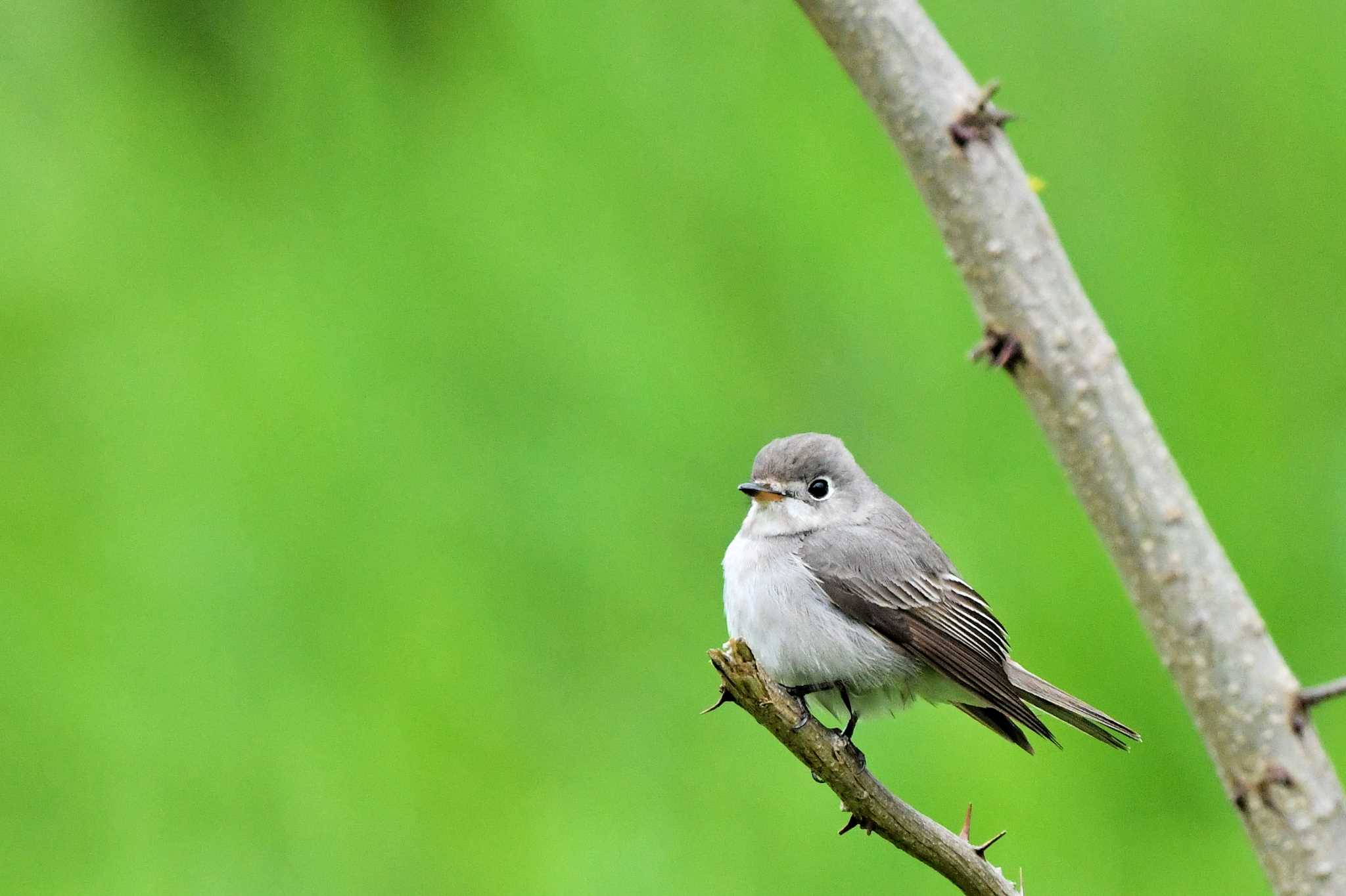 Asian Brown Flycatcher