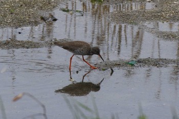 アカアシシギ 大阪南港野鳥園 2019年4月30日(火)