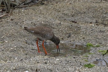 アカアシシギ 大阪南港野鳥園 2019年4月30日(火)