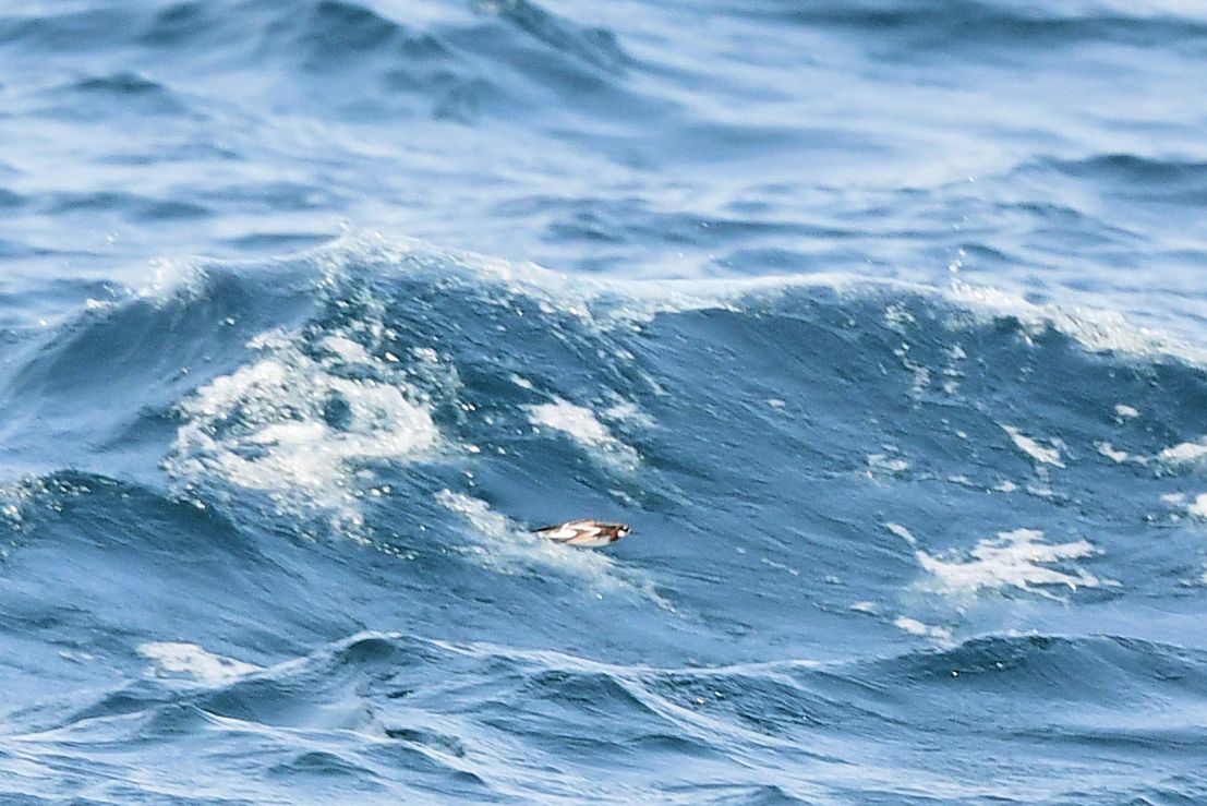 Red-necked Phalarope