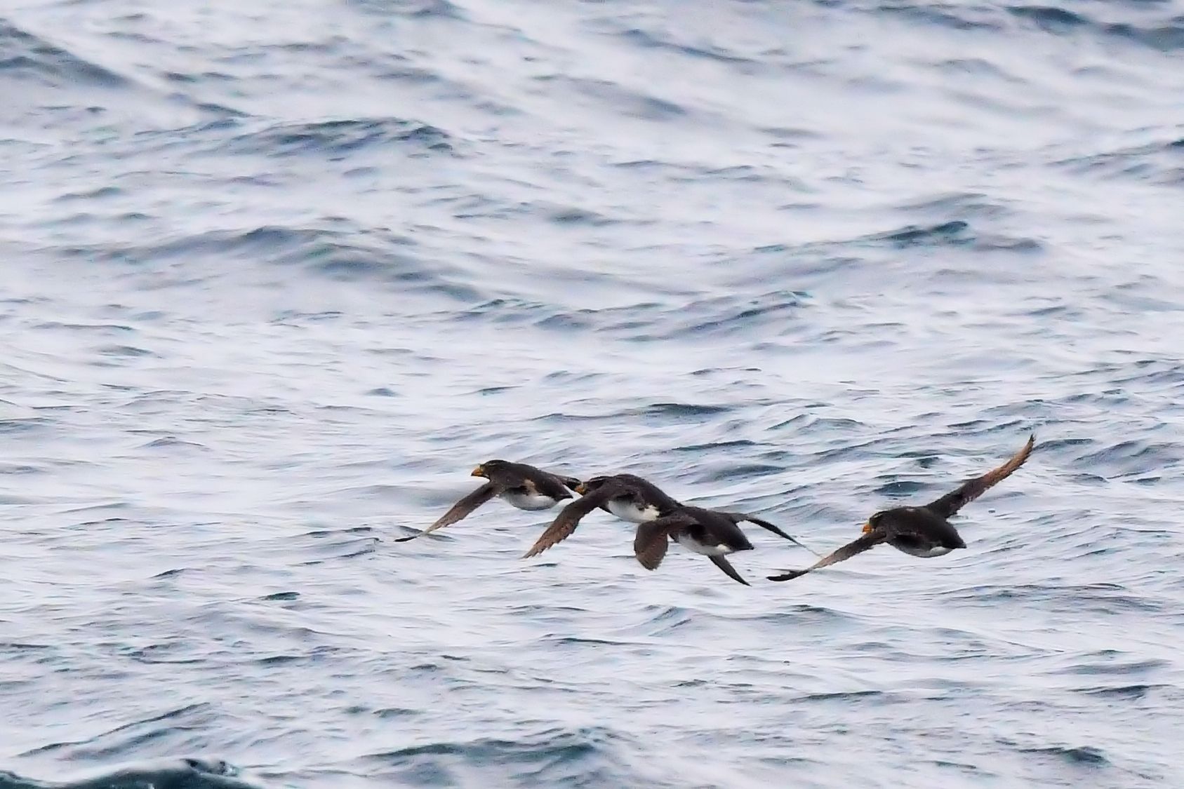 Rhinoceros Auklet