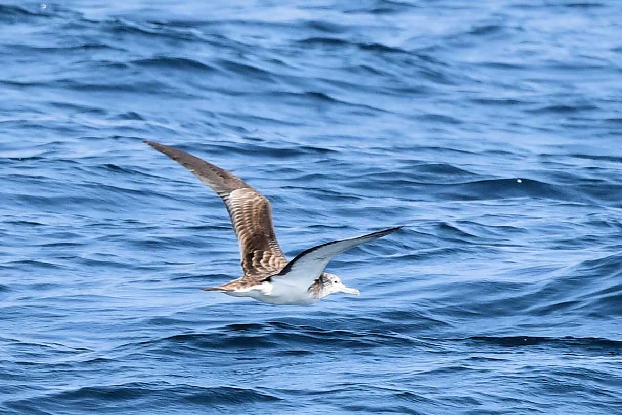 Streaked Shearwater