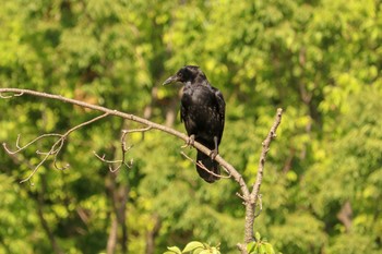 Carrion Crow 馬場花木園 Sun, 5/5/2019