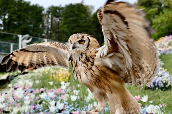 Canon EOS R6で撮影された野鳥写真(Page1) | ZooPicker Canon EOS R6で撮影された野鳥写真(Page1) | ZooPicker