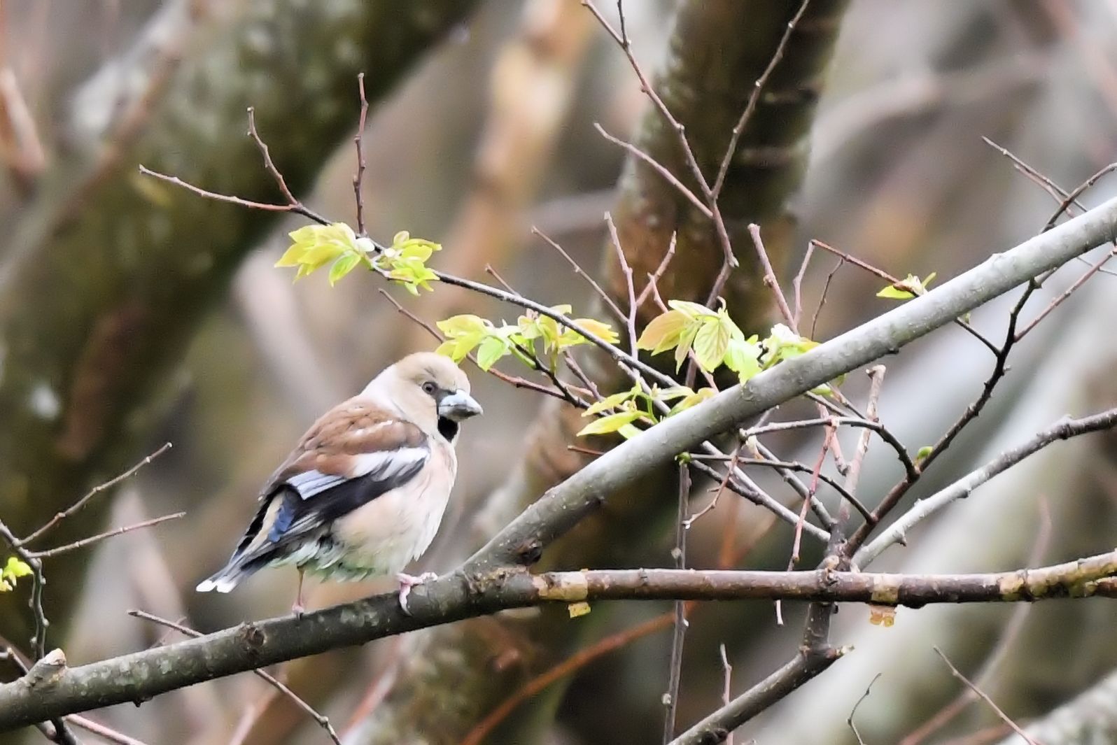 Hawfinch