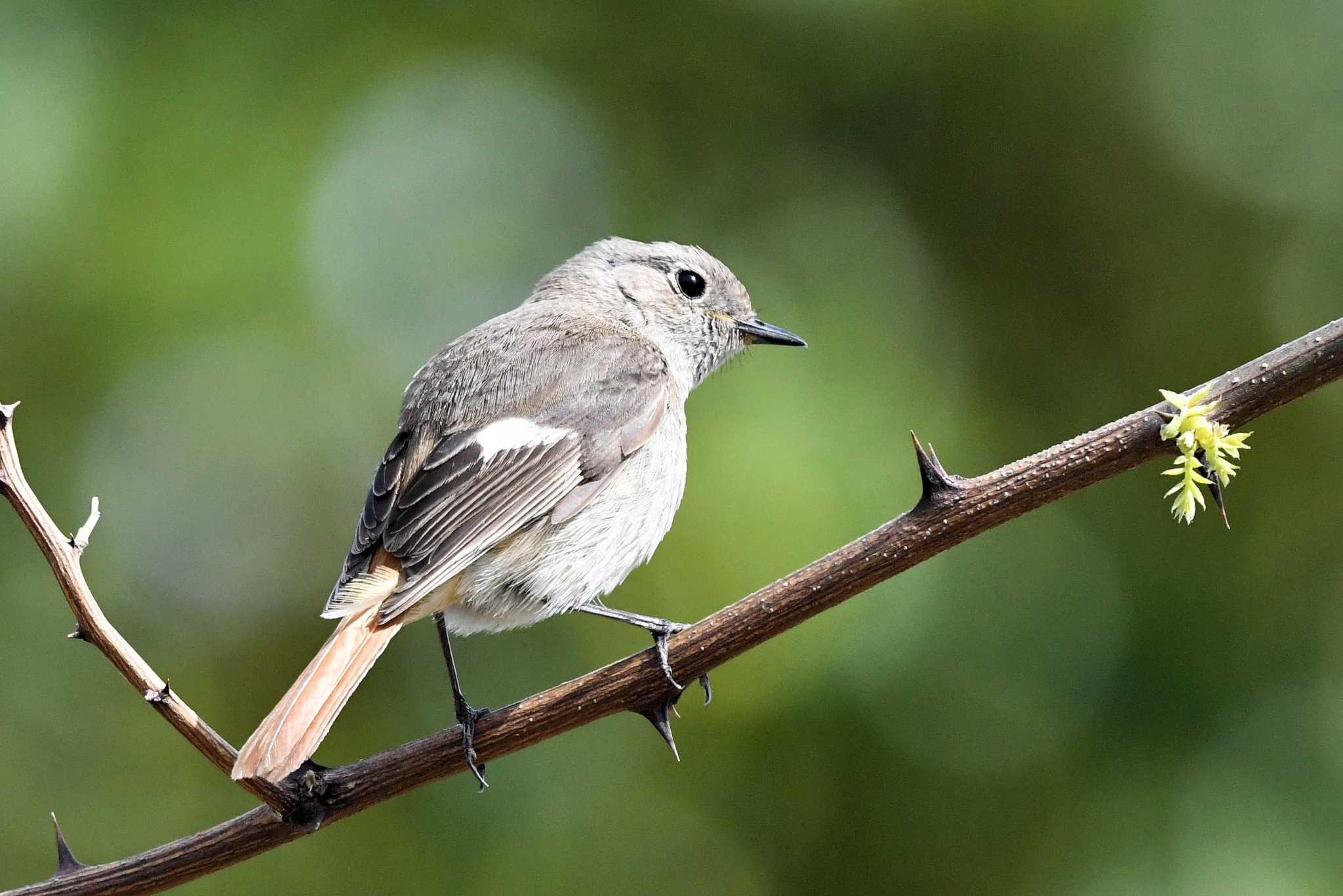 Daurian Redstart