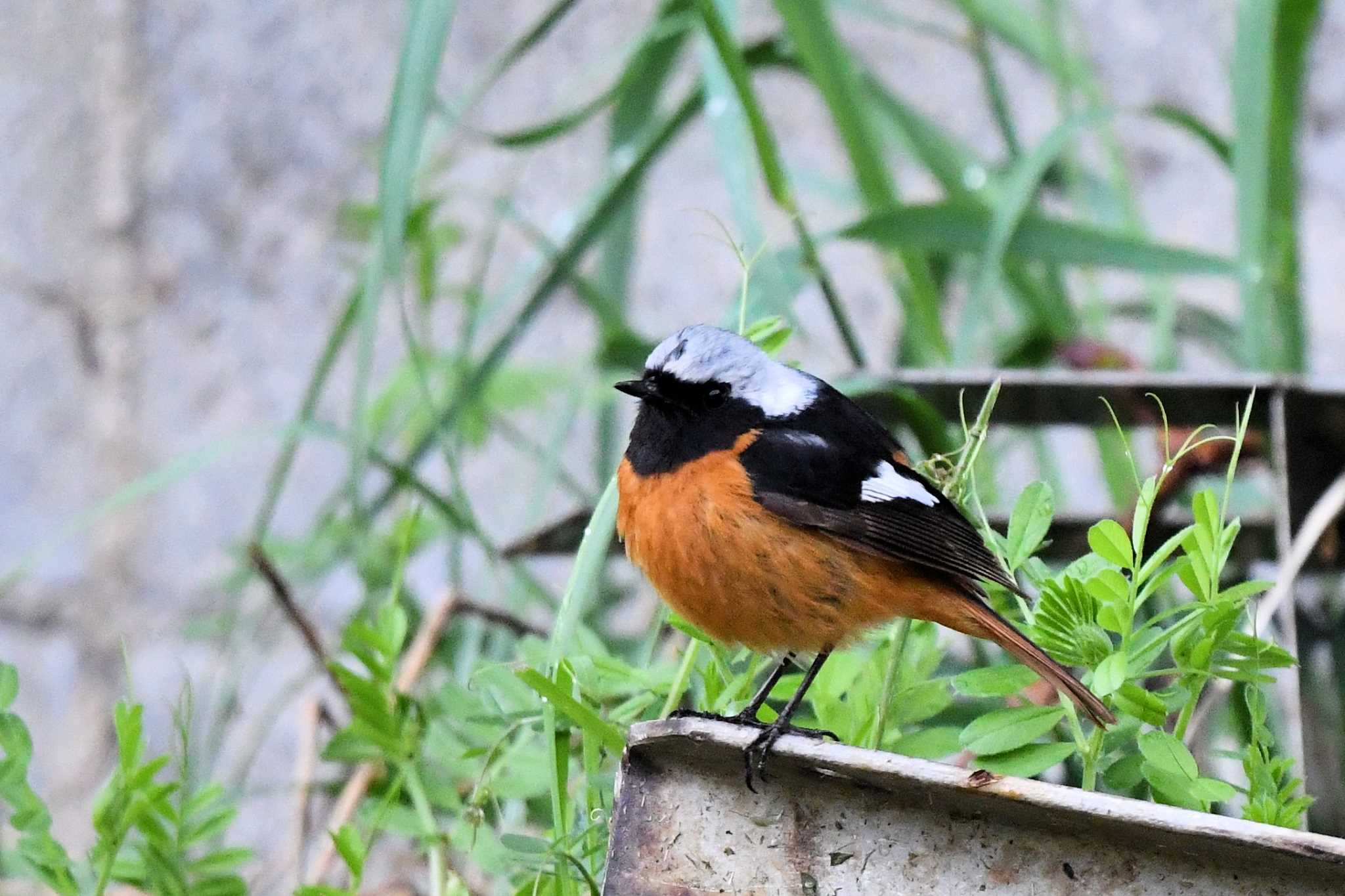 Daurian Redstart