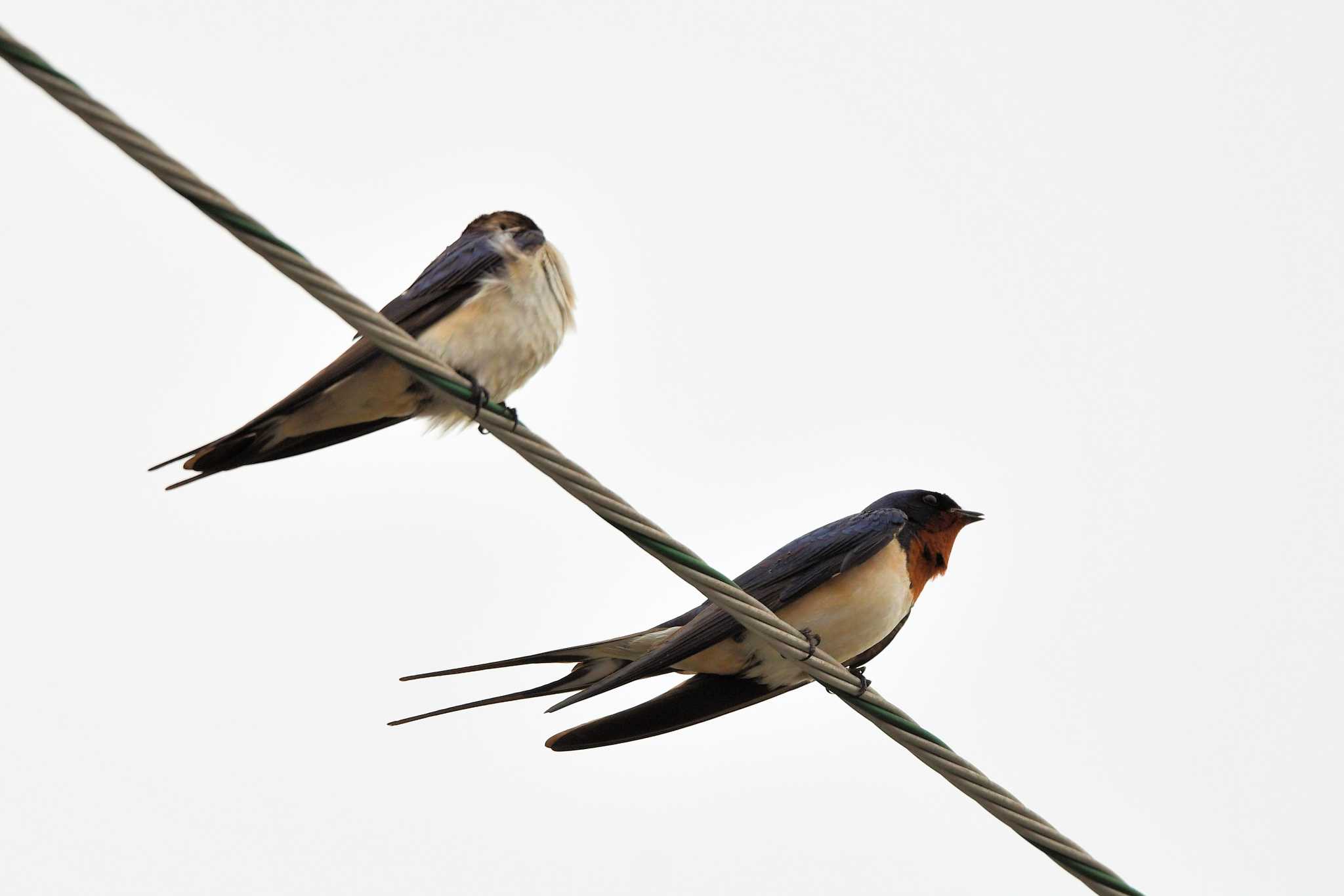 Barn Swallow