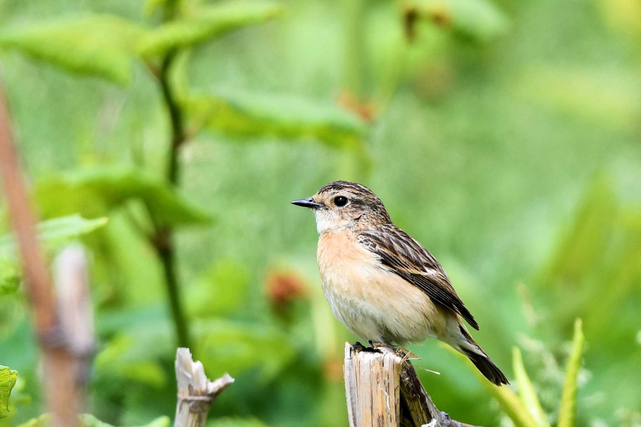 Amur Stonechat