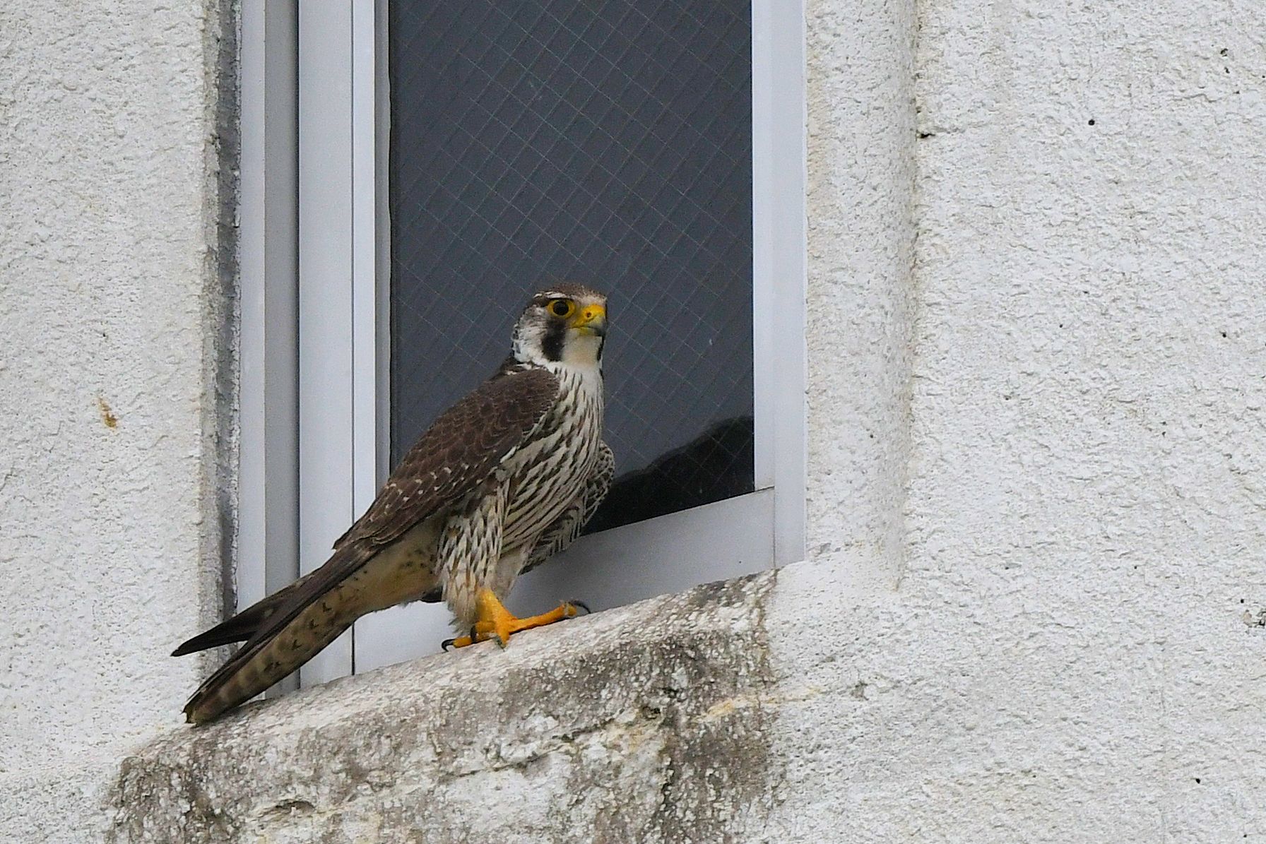 Peregrine Falcon