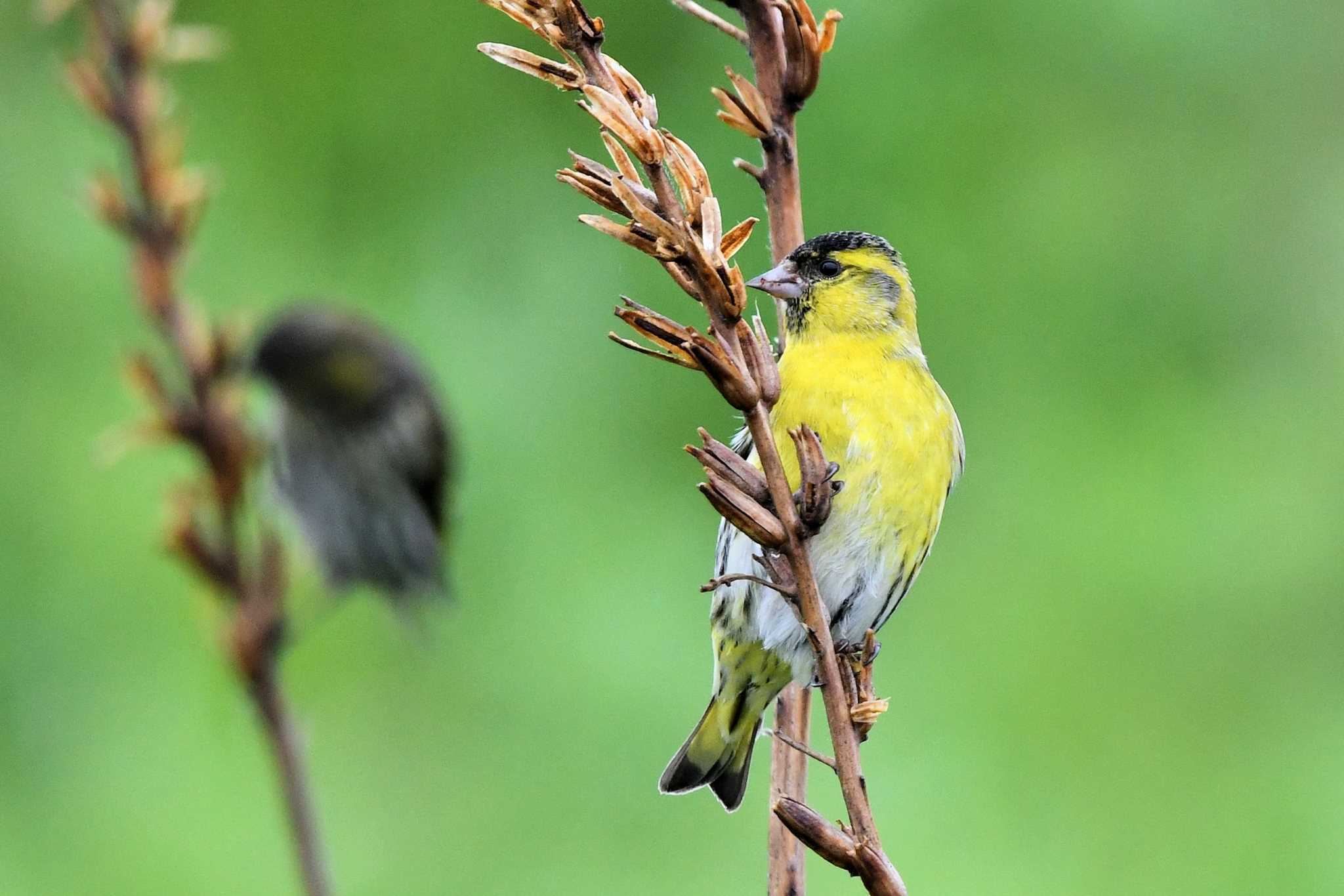 Eurasian Siskin