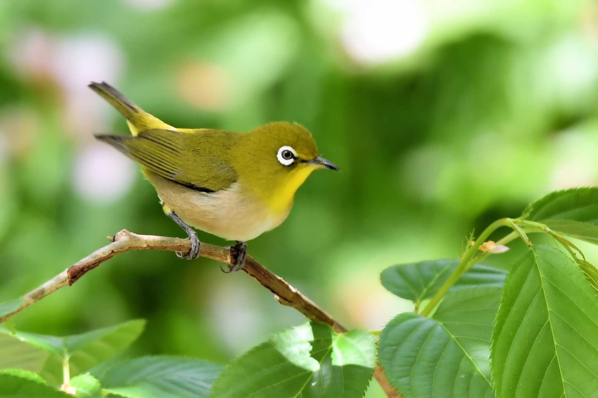 Warbling White-eye