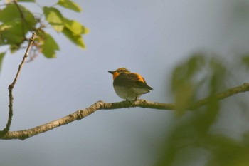 2019年5月6日(月) 滋賀県甲賀市甲南町創造の森の野鳥観察記録