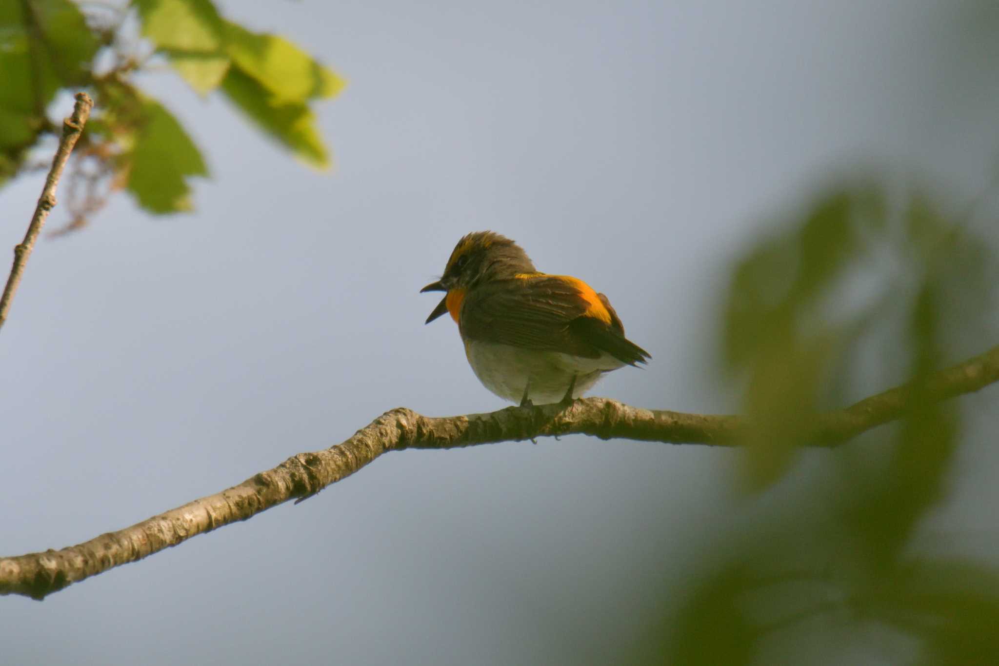 Narcissus Flycatcher