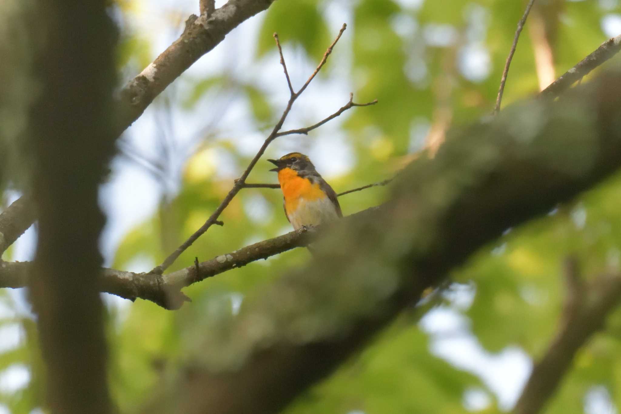 Narcissus Flycatcher