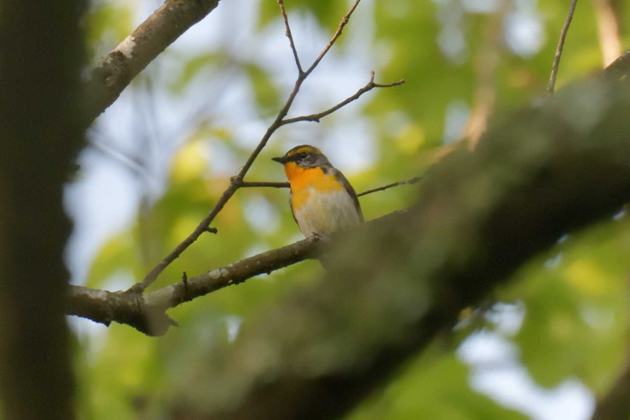 Narcissus Flycatcher