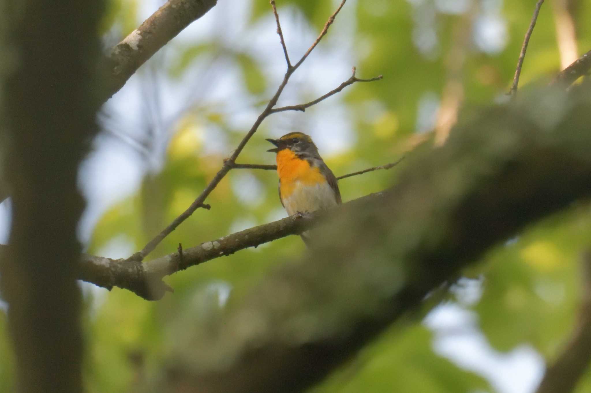 Photo of Narcissus Flycatcher at 滋賀県甲賀市甲南町創造の森 by masatsubo