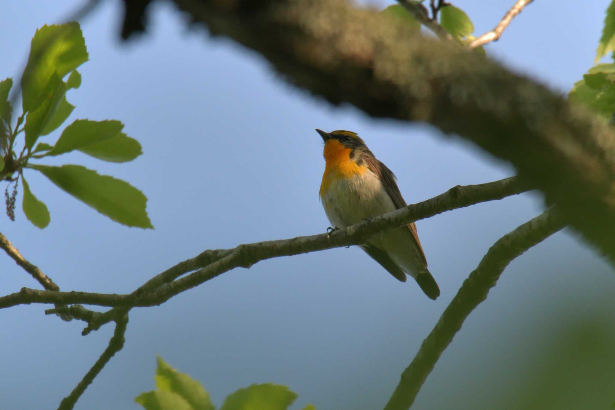 Narcissus Flycatcher