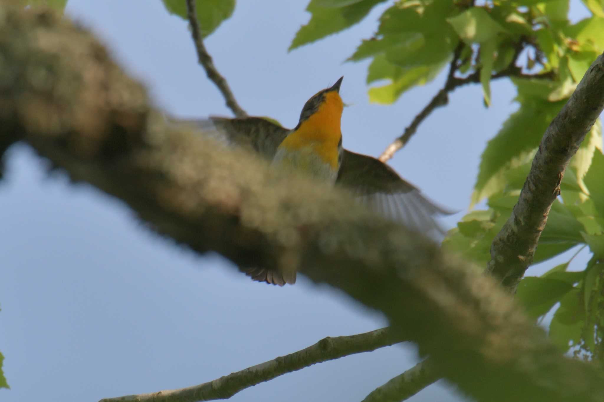 Narcissus Flycatcher