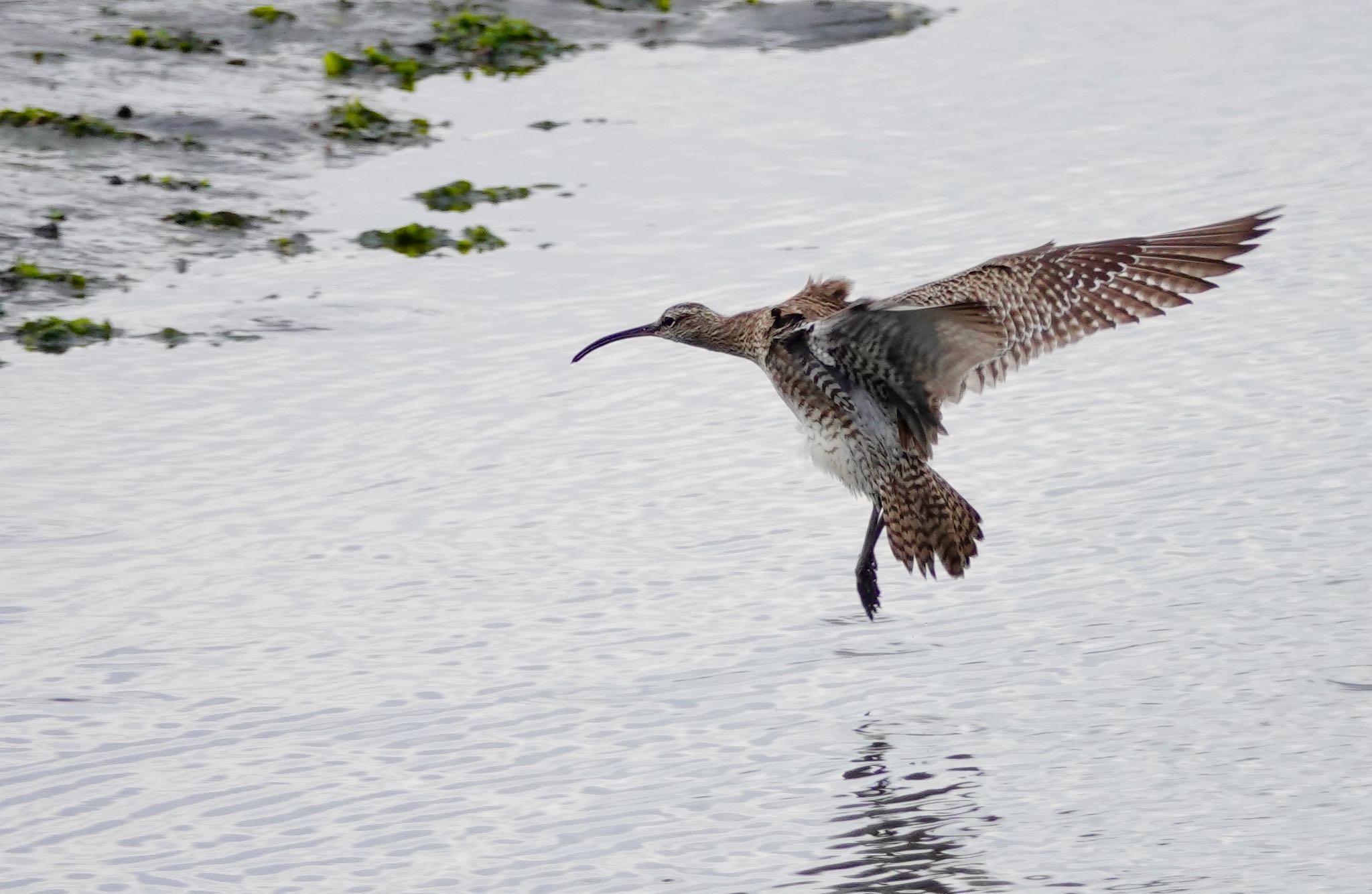 Photo of Eurasian Whimbrel at Yatsu-higata by のどか