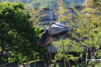 アオサギ 大磯 2019年5月5日(日)